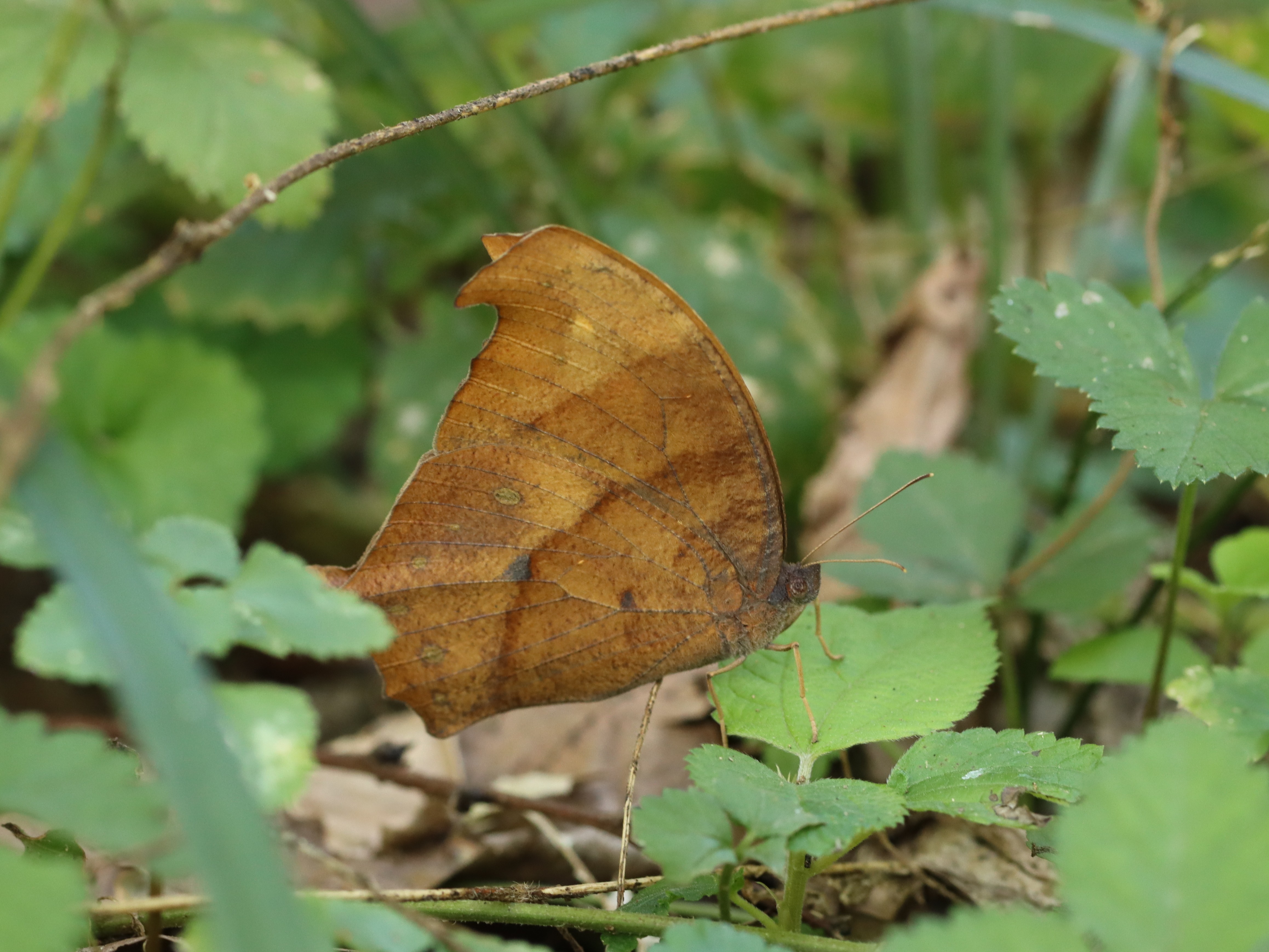 クロコノマチョウ